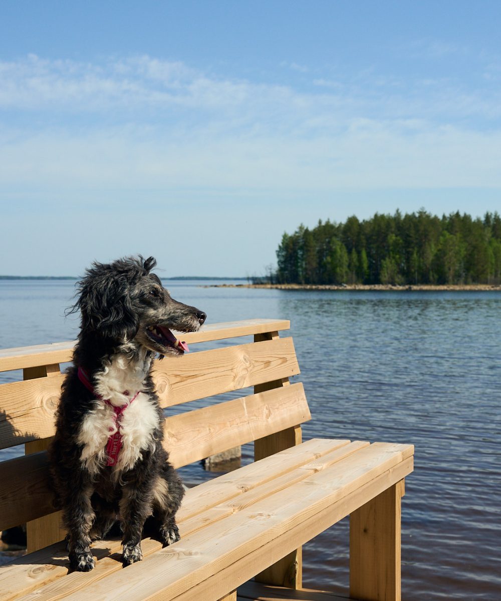 Majoitus Koli - lemmikki mukaan